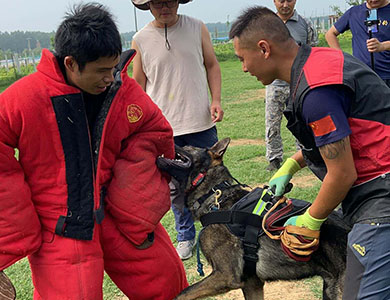 长沙护卫犬训练.jpg