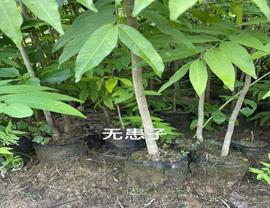 无患子 (3).jpg