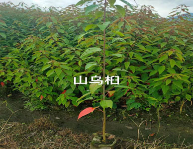 山乌桕.jpg