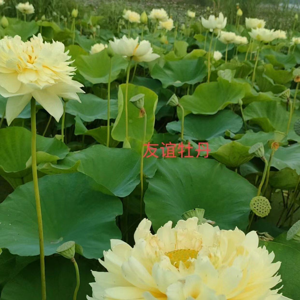 荷花苗 (6).jpg