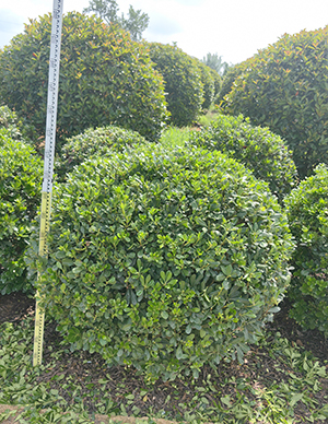 1760498796984854.jpg 海桐球,冠幅120-180cm  (5).jpg